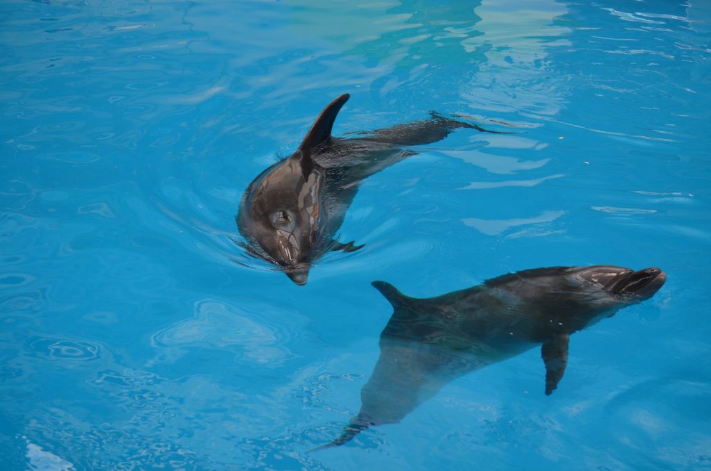 Delfinariul se extinde. Bazinul nou, gata in septembrie